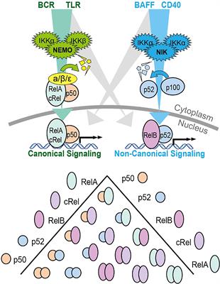 NF-kB and the CLL microenvironment